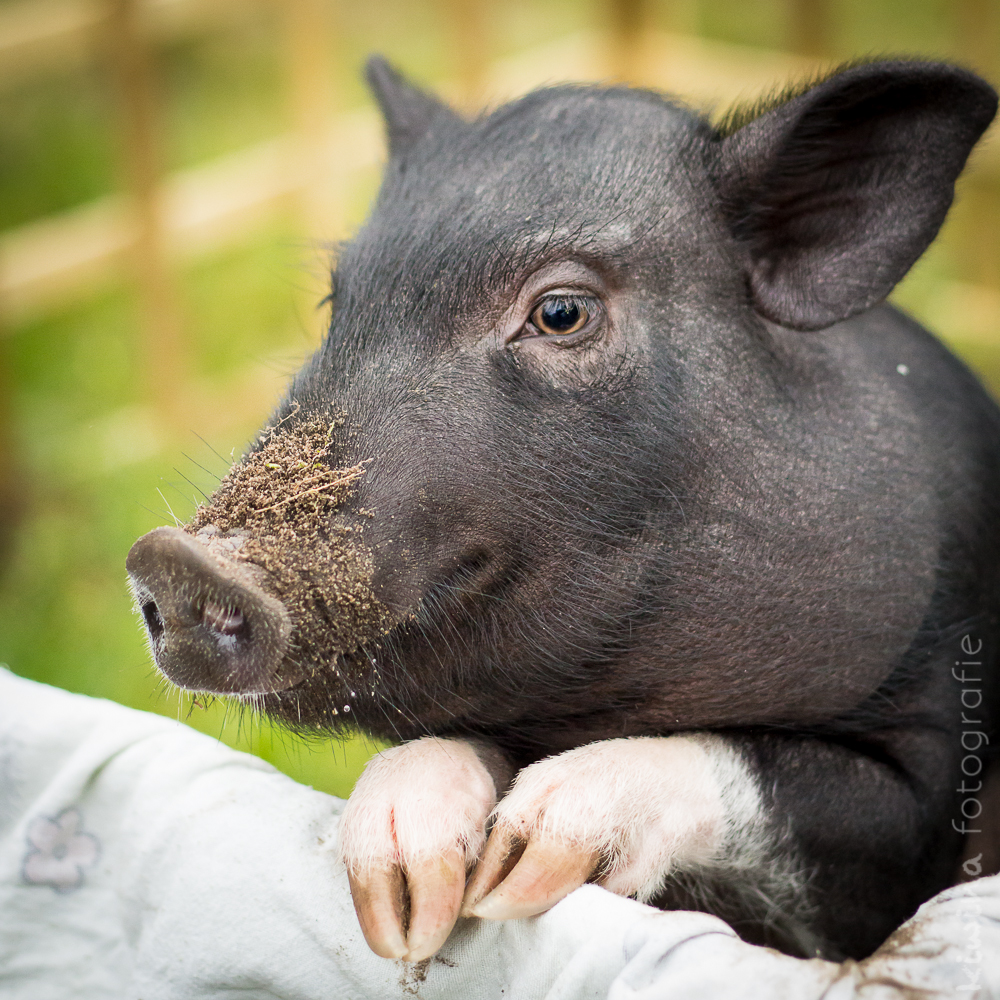 Schwein gehabt