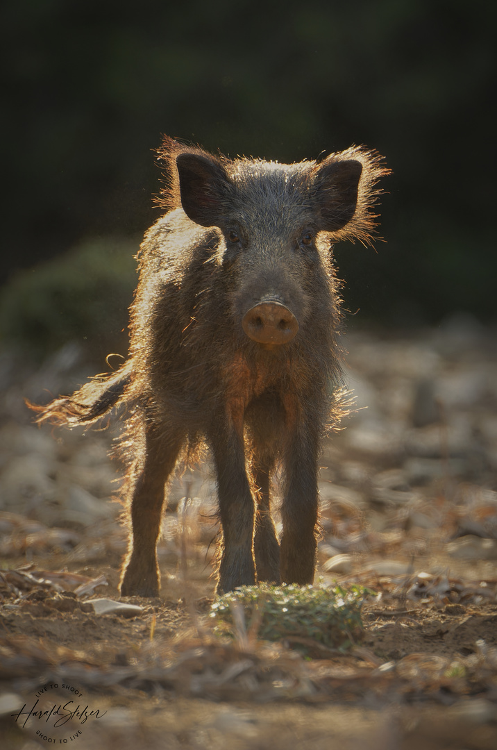 Schwein gehabt 