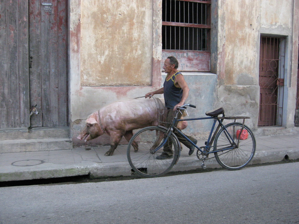 Schwein gehabt!