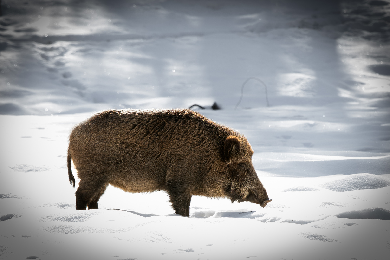 Schwein gehabt