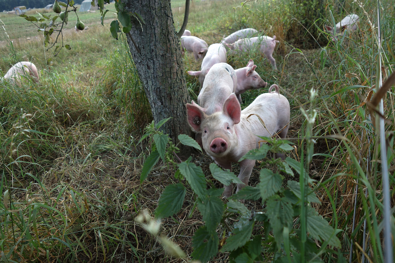 Schwein gehabt !