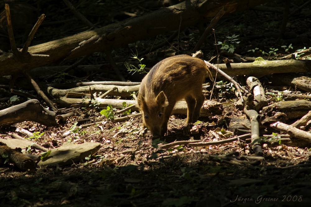 Schwein gehabt