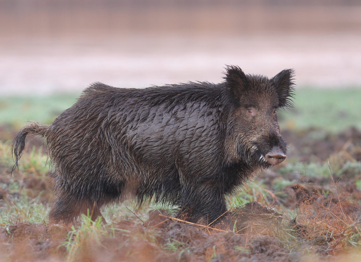 Schwein gehabt