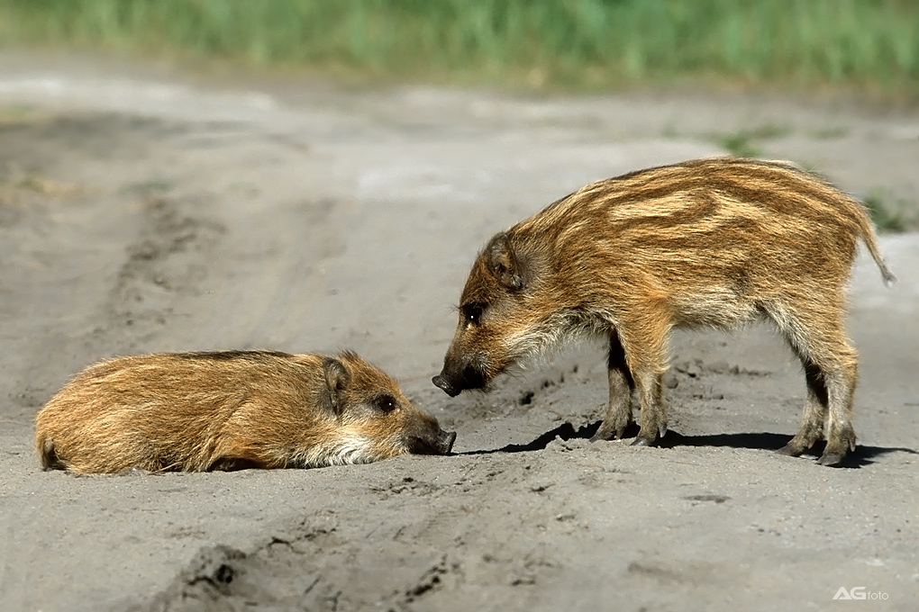 Schwein gehabt!