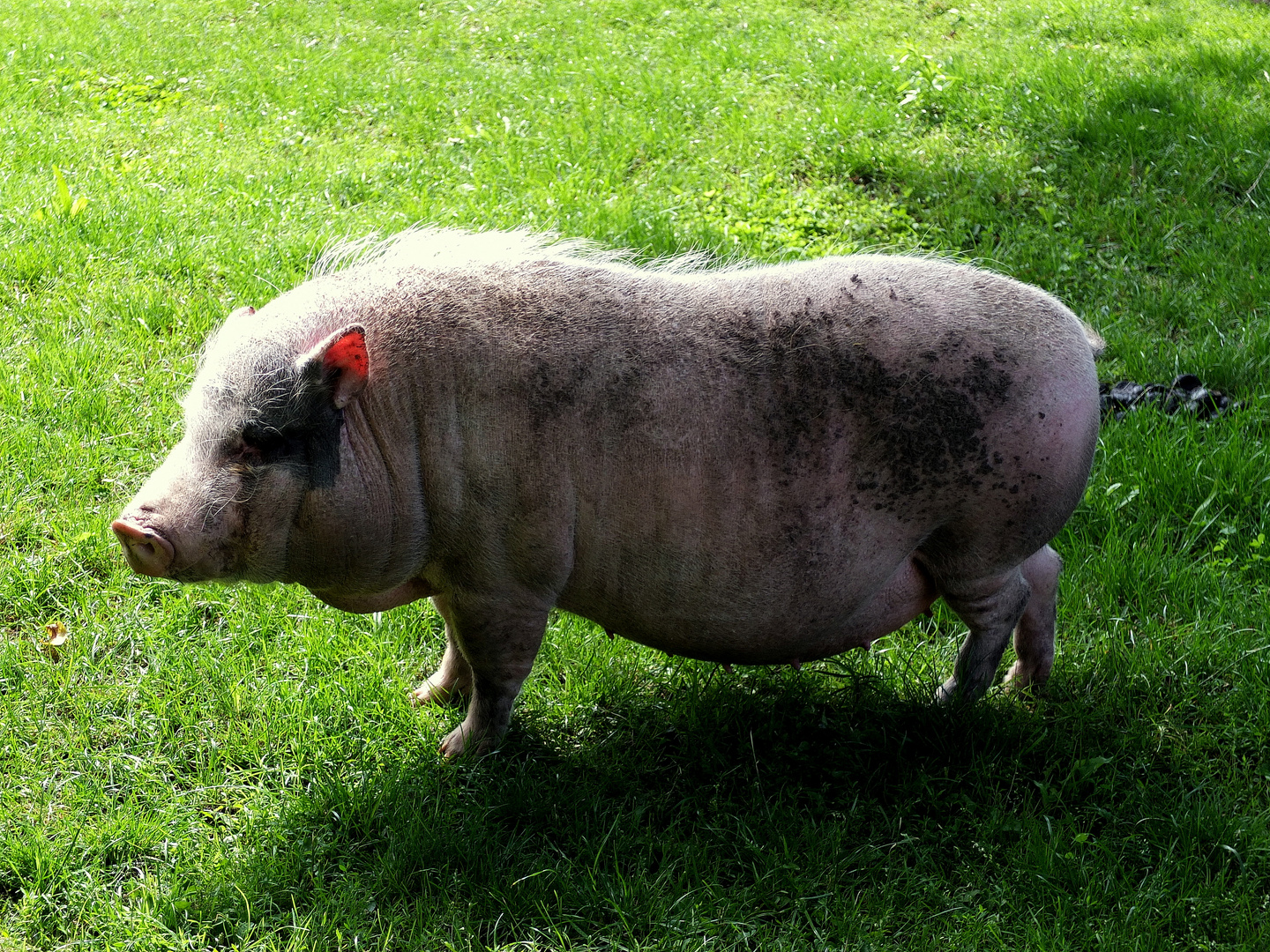 Schwein gehabt