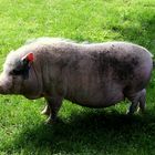 Schwein gehabt