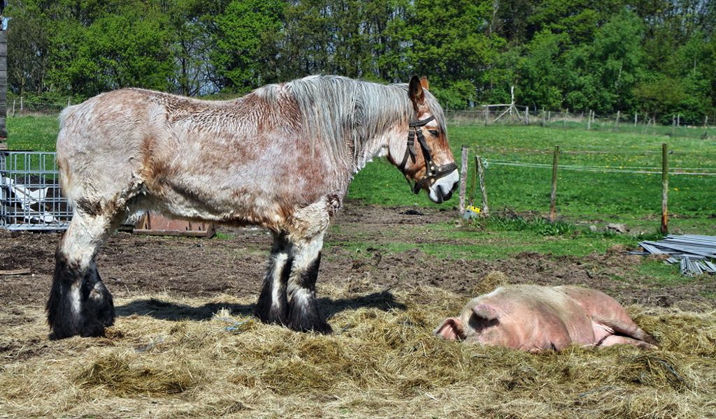 Schwein gehabt