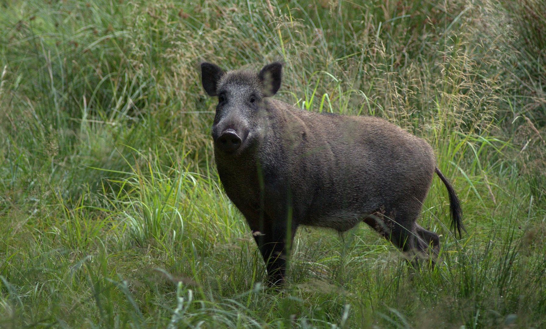 Schwein gehabt