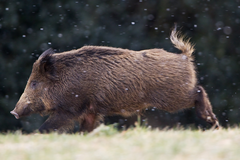 Schwein gehabt...