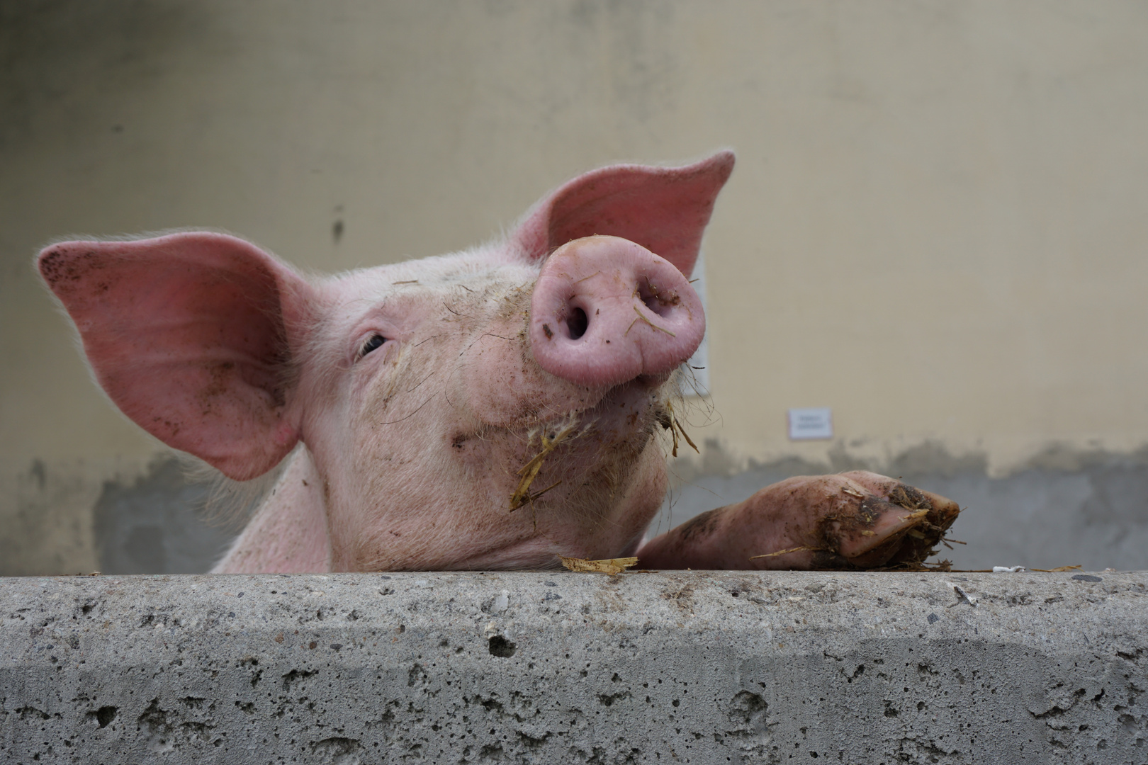 Schwein gehabt