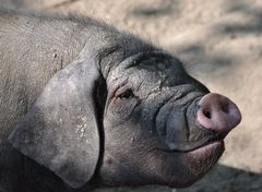 Schwein gehabt