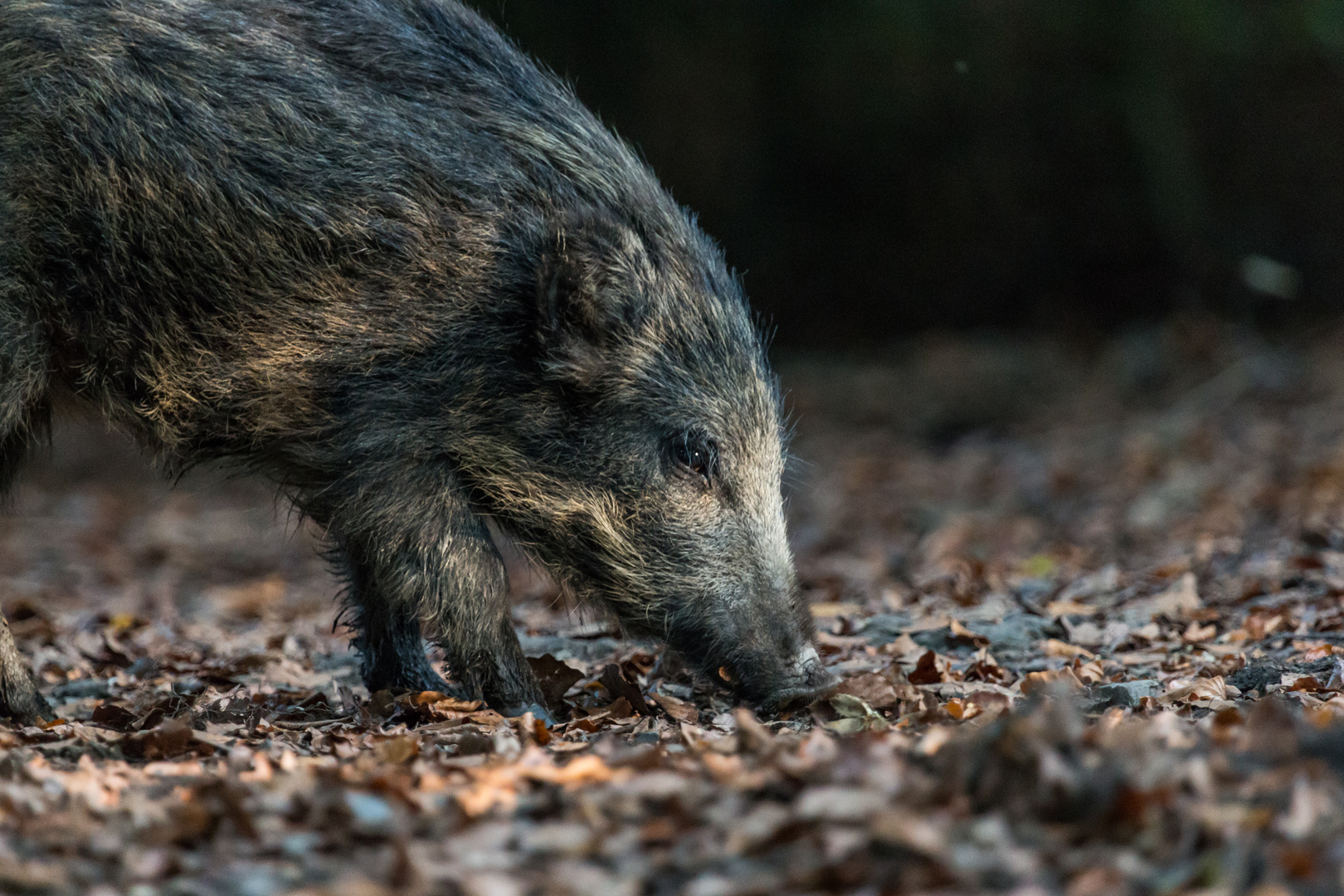 Schwein gehabt