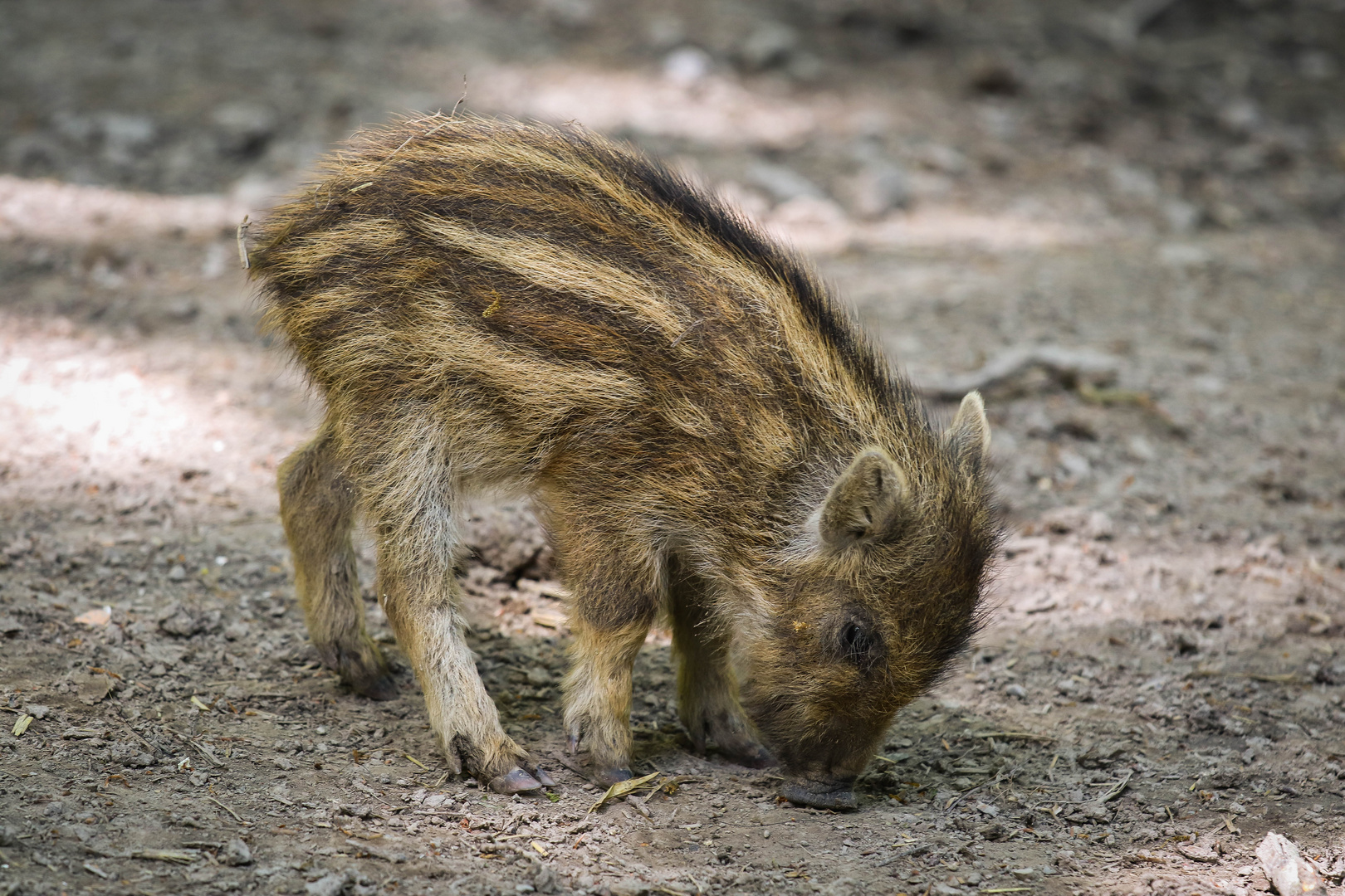 Schwein gehabt 