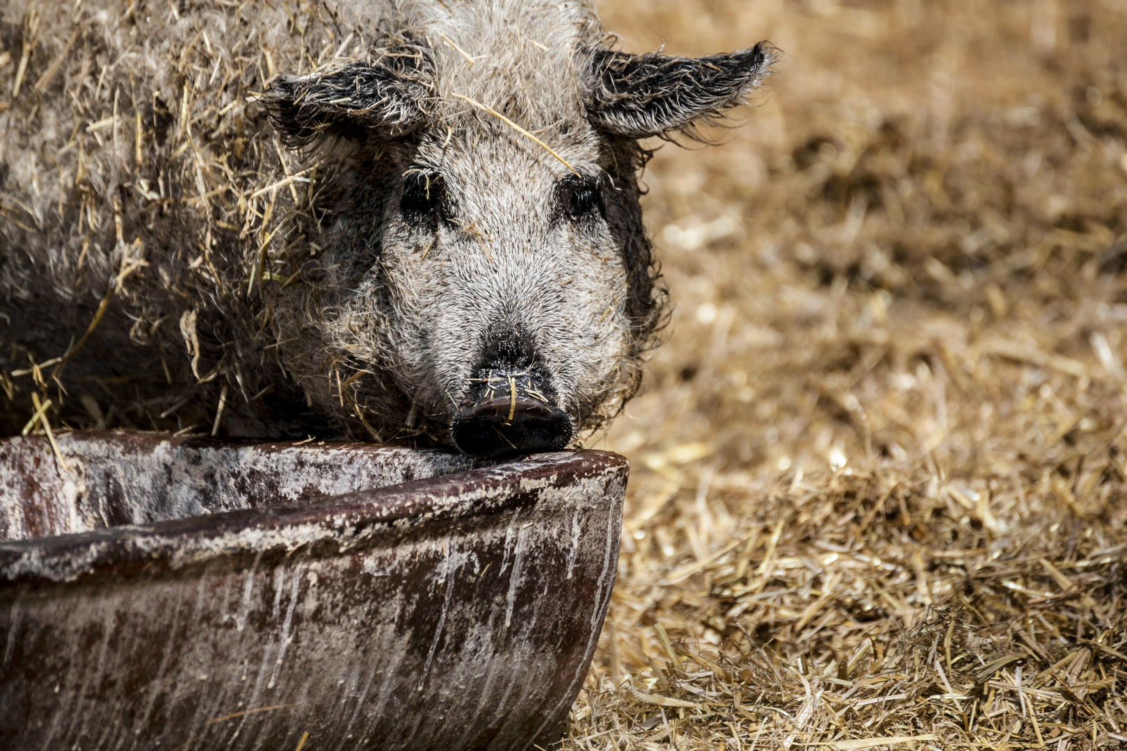 Schwein gehabt