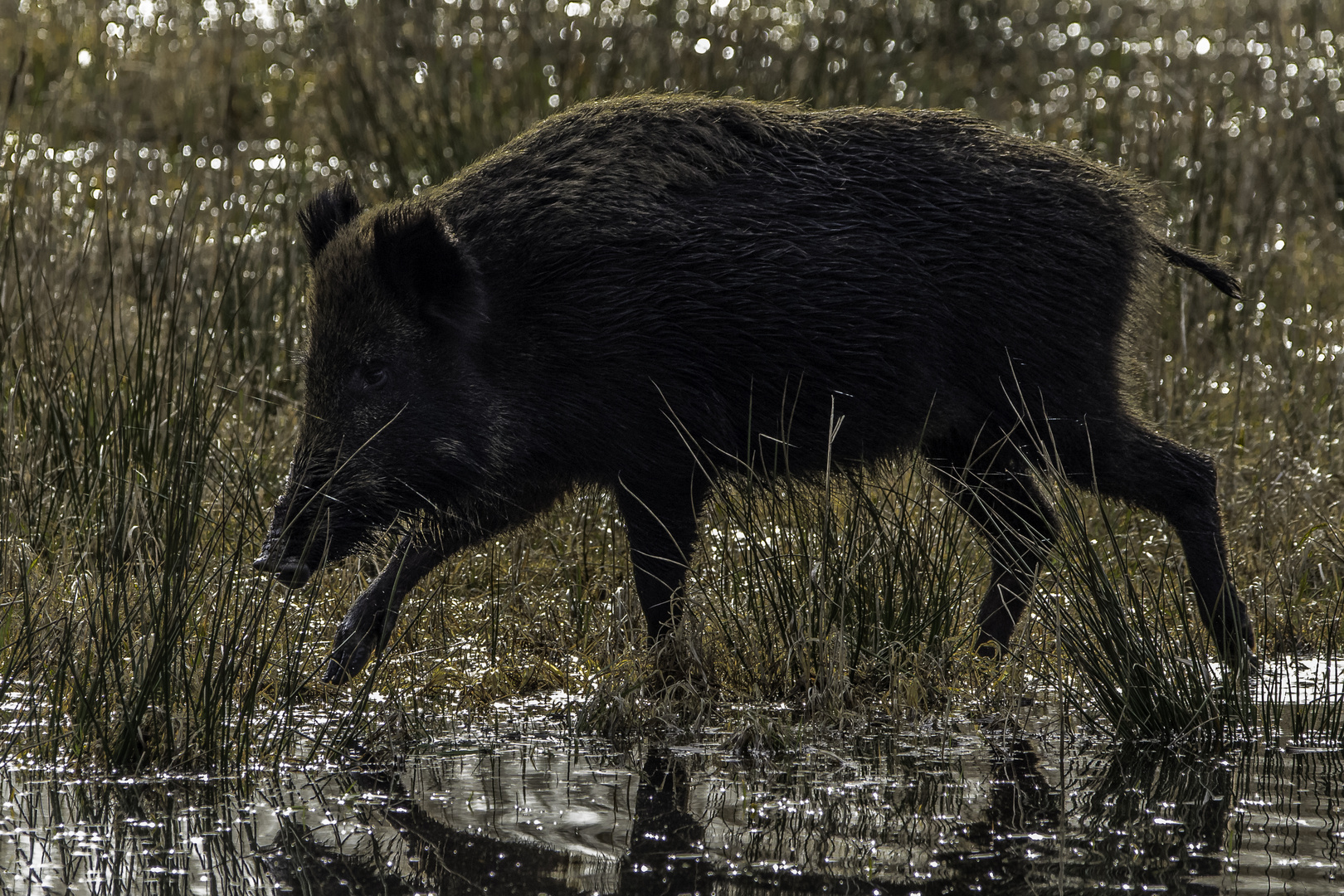 Schwein gehabt