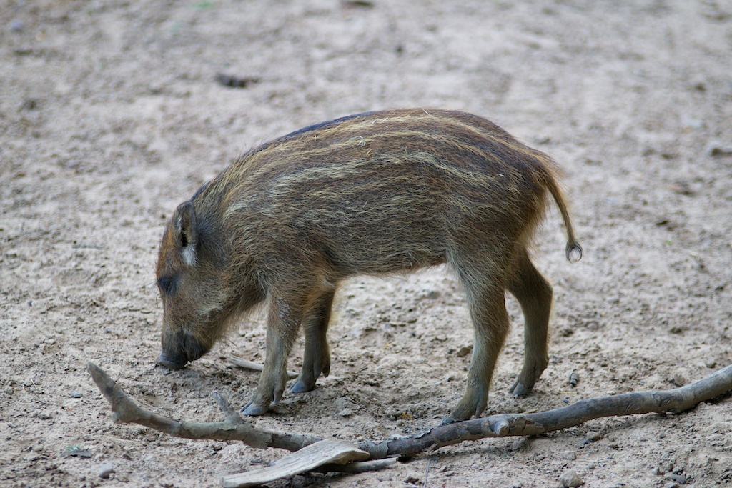 Schwein gehabt!