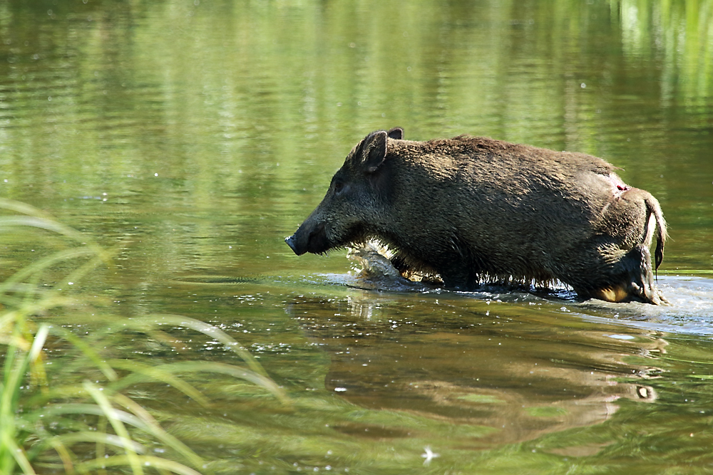 Schwein gehabt