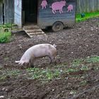 Schwein gehabt