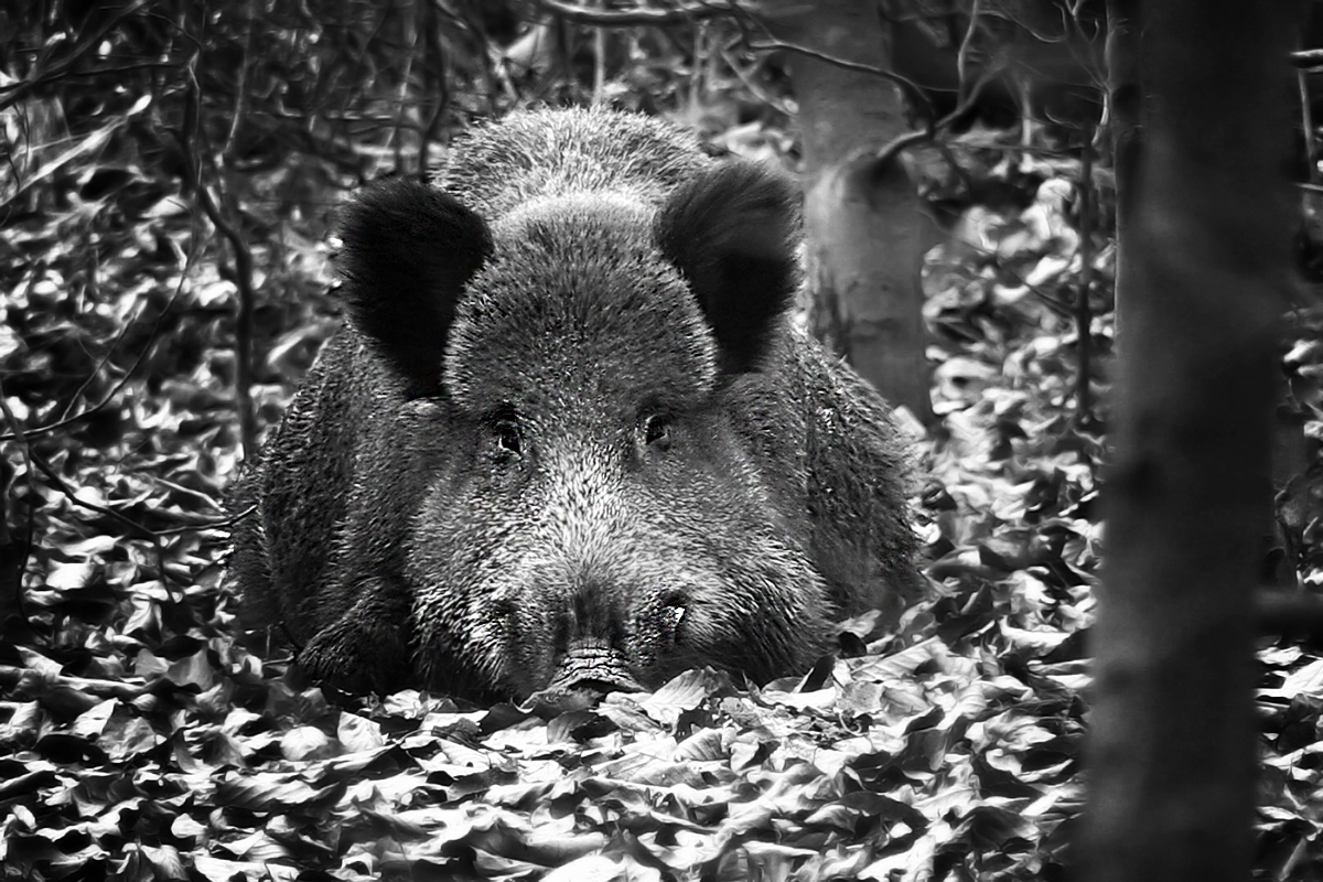 Schwein gehabt! Da hat der Keiler heute mal nicht die Sau rausgelassen.