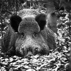 Schwein gehabt! Da hat der Keiler heute mal nicht die Sau rausgelassen.