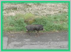 Schwein gehabt. Da sieht man mal...