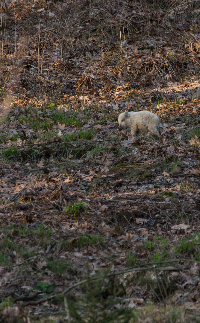 Schwein gehabt !!