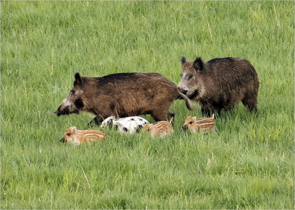 Schwein gehabt