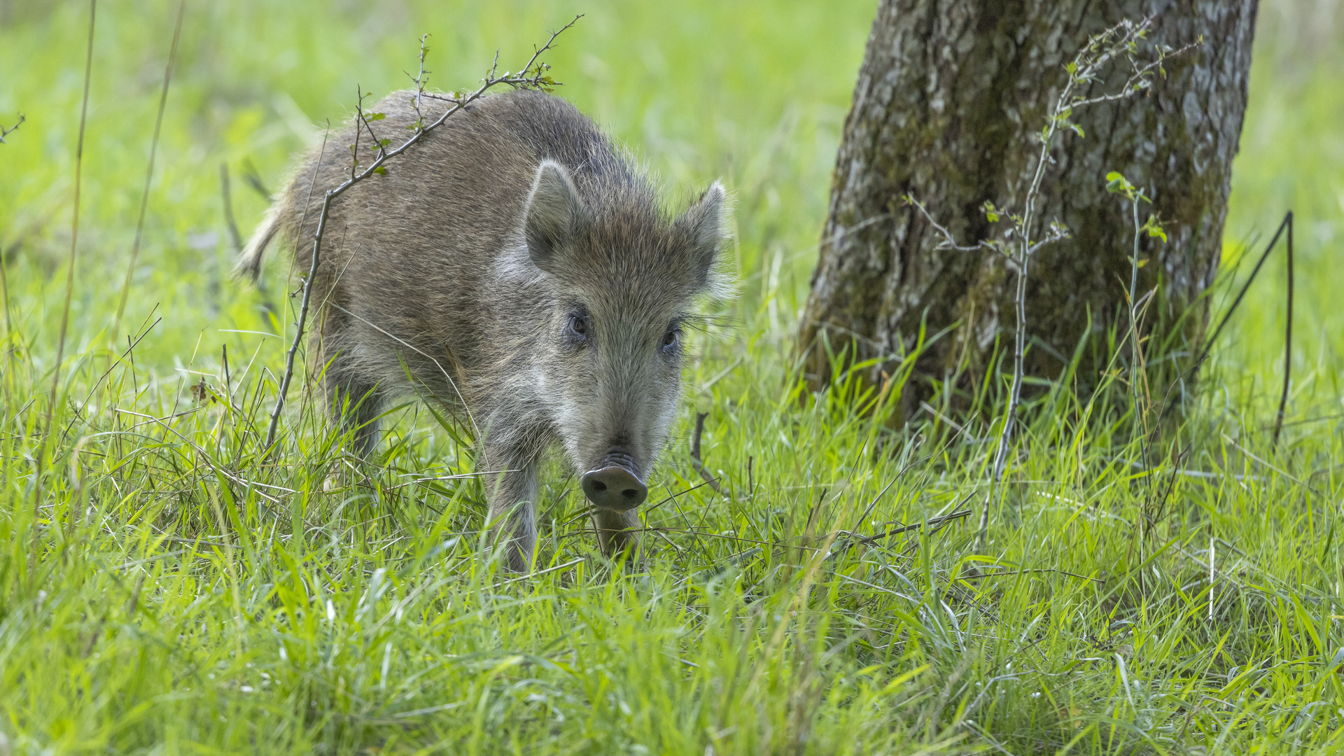 Schwein gehabt