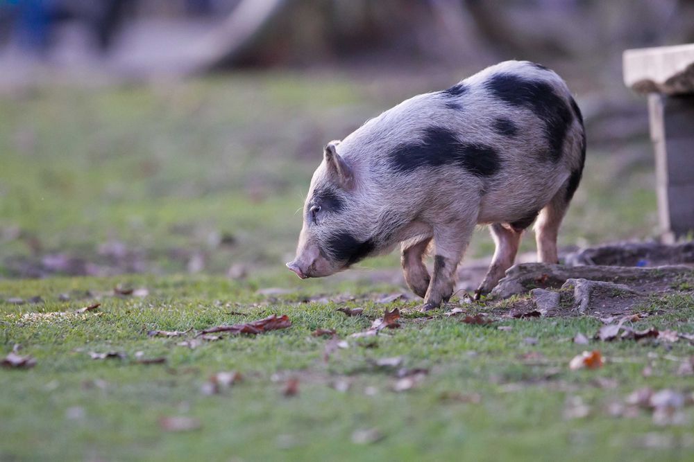 "Schwein gehabt"