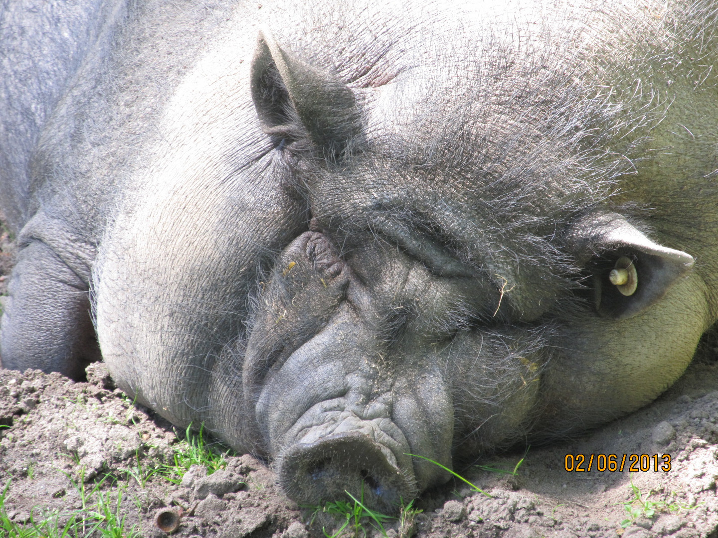 Schwein gehabt! Glücksschwein