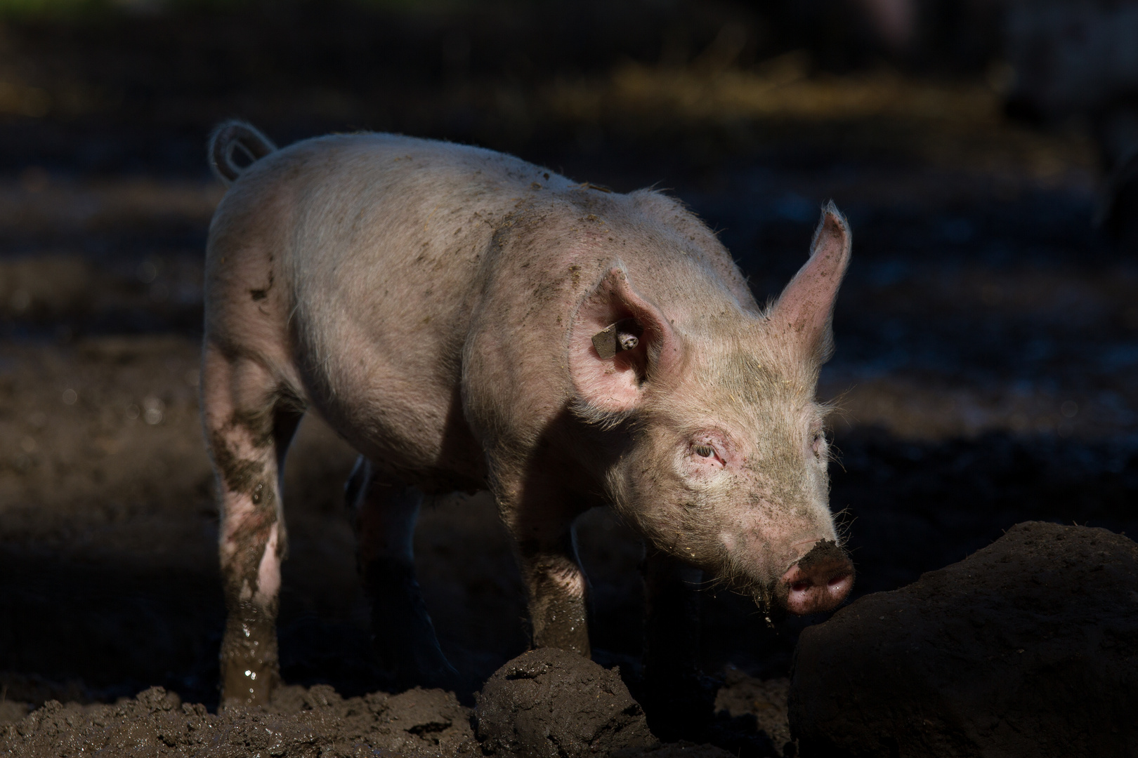 Schwein gehabt I