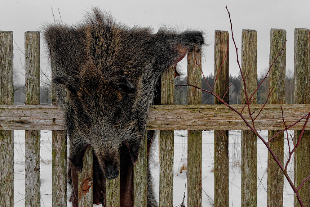 Schwein gehabt, lecker war´s …