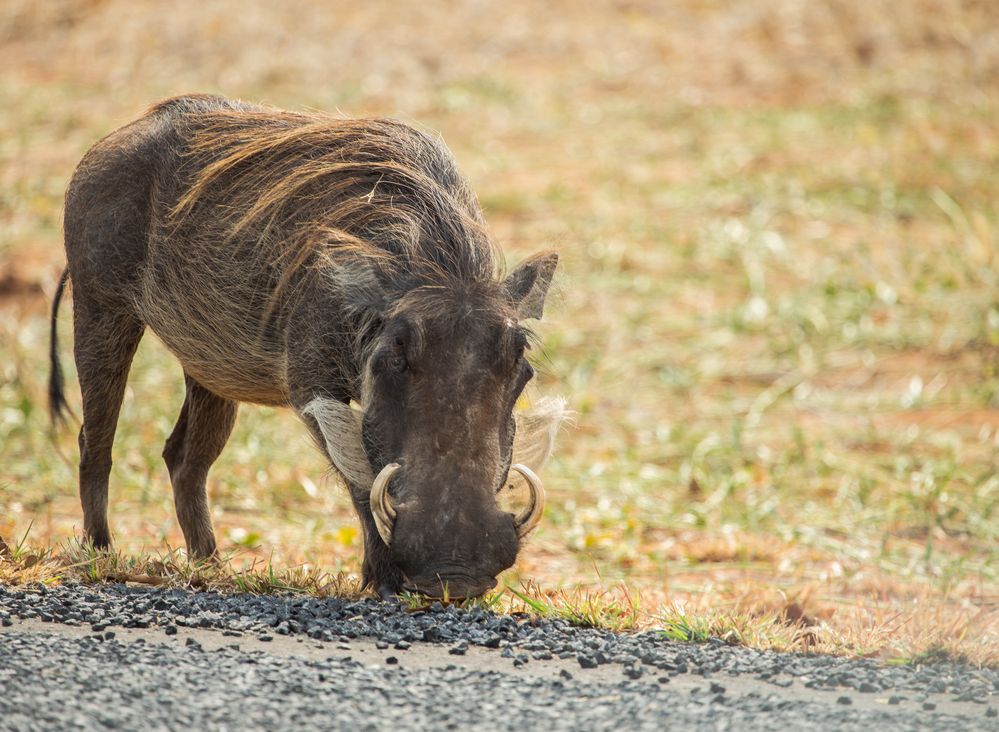 Schwein gehabt- nur Fotojäger...