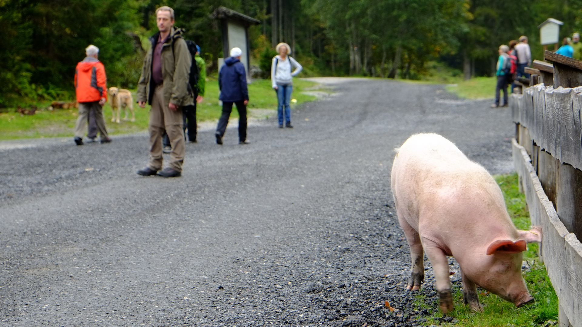 Schwein gehabt...interessante Begegnung auf einer Wanderung