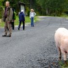 Schwein gehabt...interessante Begegnung auf einer Wanderung