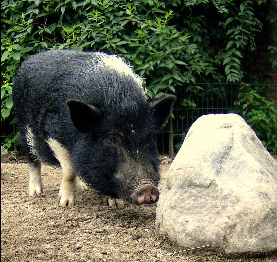 Schwein haben!