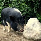 Schwein haben!