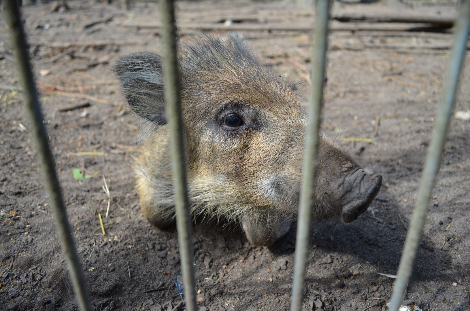 Schwein hinter gittern.