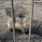 Schwein hinter gittern.