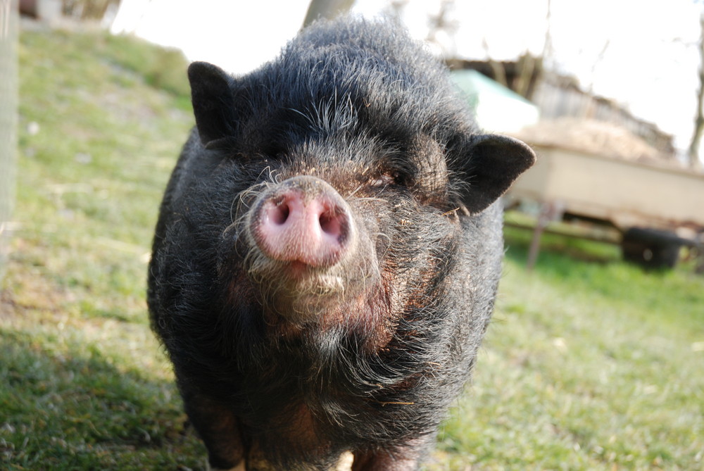 "Schwein im Garten"