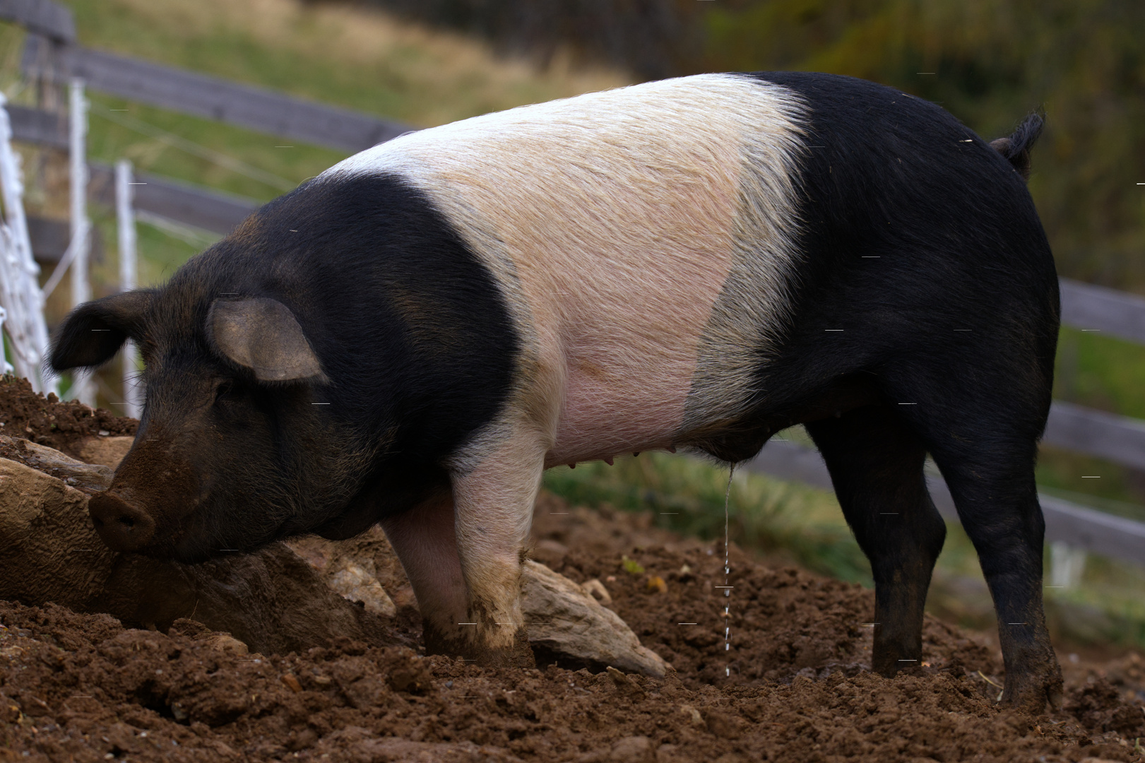 Schwein im Gehege