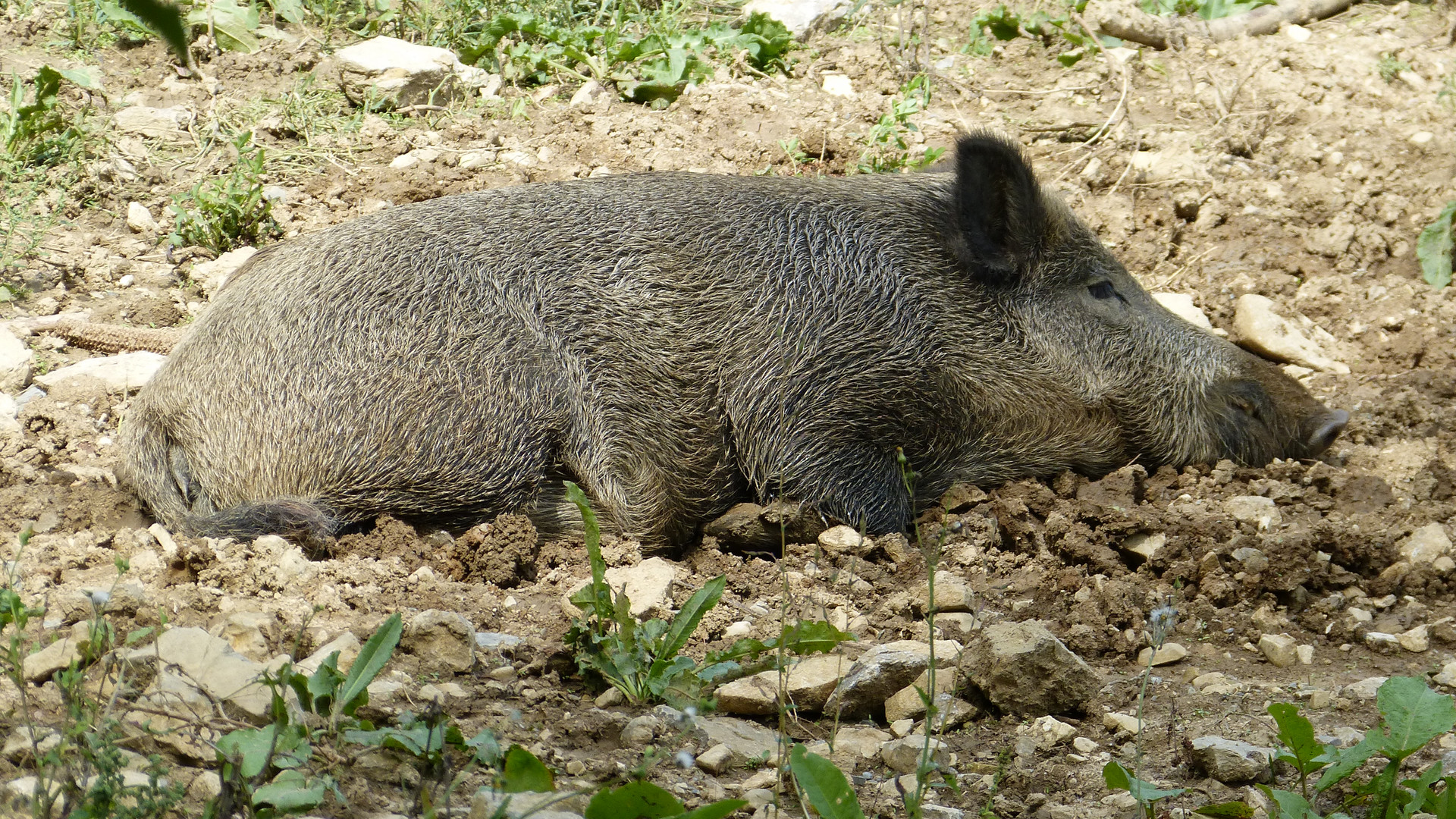 Schwein im Glück...Glücksschwein