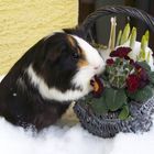 Schwein im Schnee