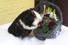 Schwein im Schnee