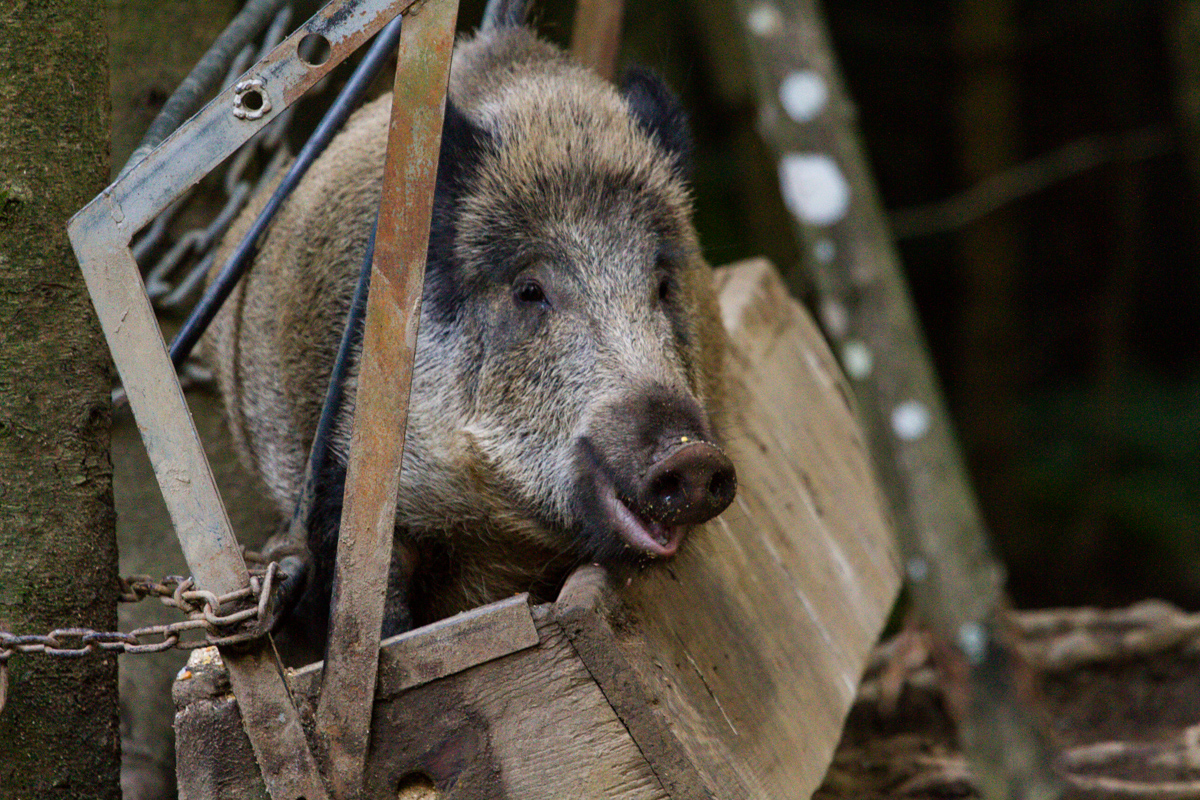 Schwein im Trog