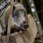 Schwein im Trog