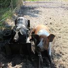 Schwein in der Badewanne