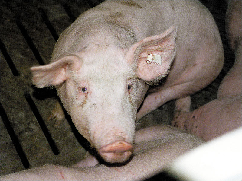 Schwein in der Mast, auf Vollspaltenboden [zum Hindurchkoten und -urinieren]