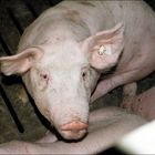 Schwein in der Mast, auf Vollspaltenboden [zum Hindurchkoten und -urinieren]