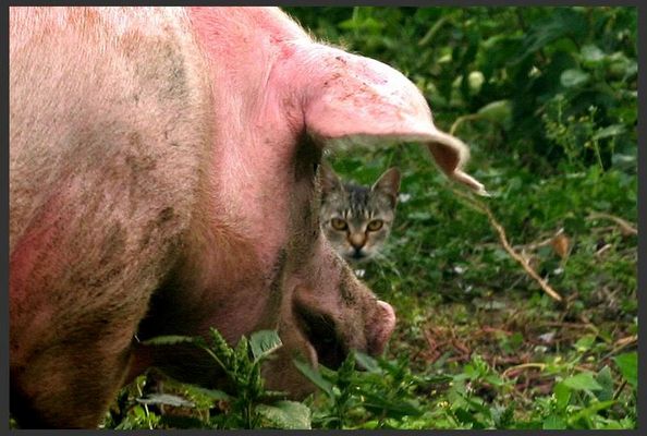 schwein mit katze